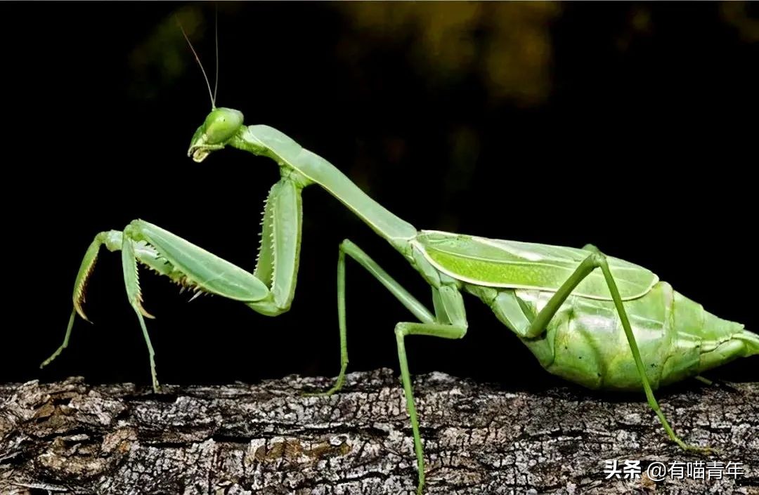 12个动物啪啪啪知识，最后一个想笑死谁？