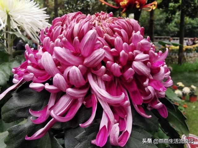 菊花开过后如何养护来年再开花,菊花的详细养护和技巧