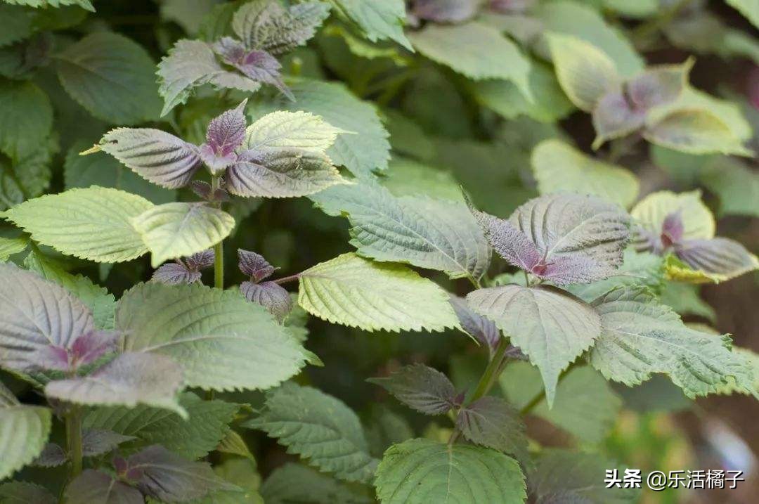 小龙虾最佳搭配的蔬菜,紫苏味小龙虾调料