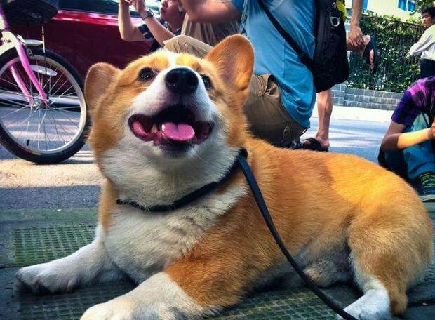 喂养柯基犬的几大禁忌,柯基犬喂食要注意什么