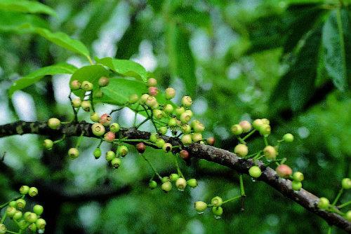 【食药科普大讲堂】不看不知道！岭南宝藏中药材图鉴（三）