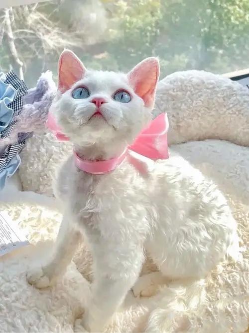 不建议养的10种猫,想养只猫不知道什么品种好