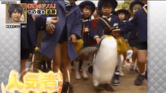 去世的小企鹅,死去的南极企鹅