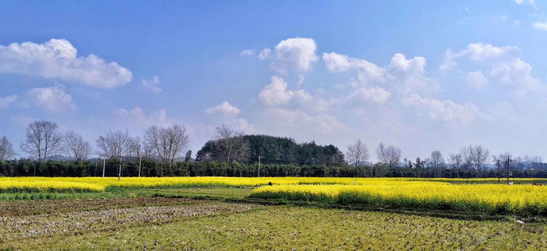 春林花多媚视频讲解,春林花多媚图片