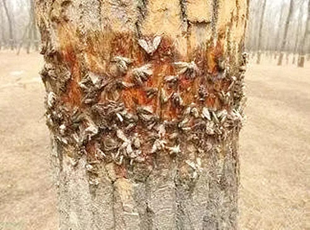 病虫害防治这个小技巧,绿色环保的方法防治病虫害