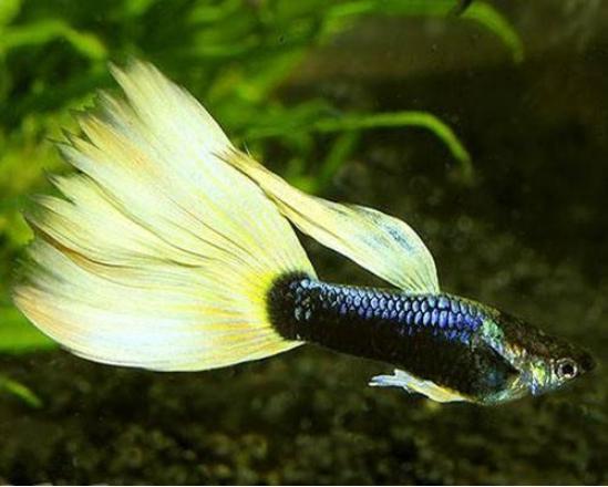 鱼缸换水后出现很多小白虫,怎么去除?