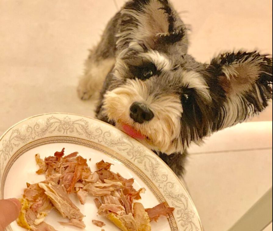 石家庄雪纳瑞挑食不吃狗粮,雪纳瑞串串小狗是不是不挑食