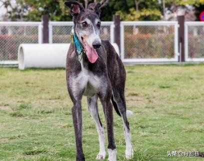 格力犬多少钱一条幼犬,买格力犬怎样选最优秀的格力犬