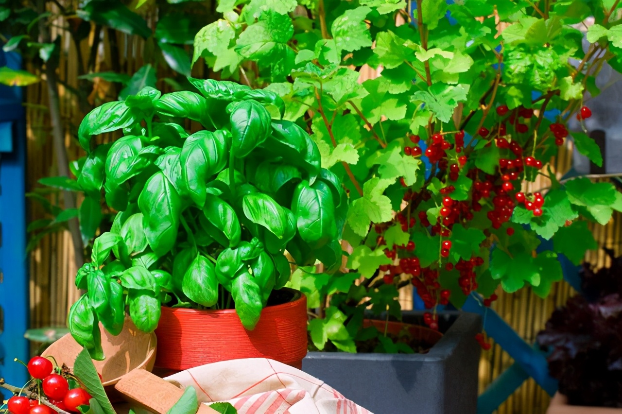 想吃水果不用买，栽一棵“小果树”，几个月就结果，南北方都可养