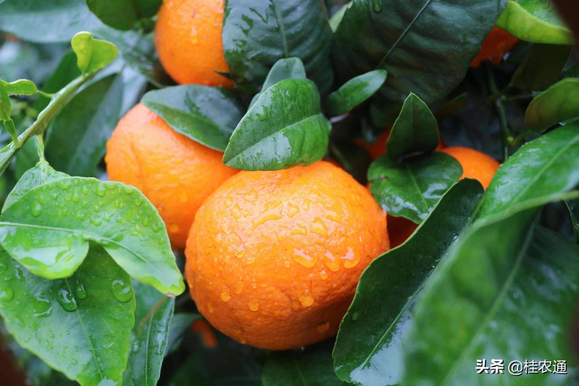 广西容县沙田柚的发展历程,广西沙田柚哪里最出名