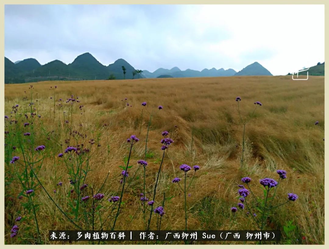 艳阳高照凉爽贵州,我要勤快地捕捉美好!(二)