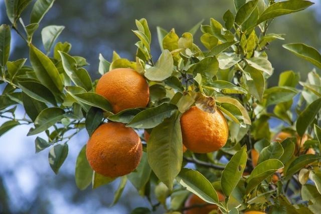 雨季柑橘怎样防治病虫害,柑橘春季病虫害防治方法