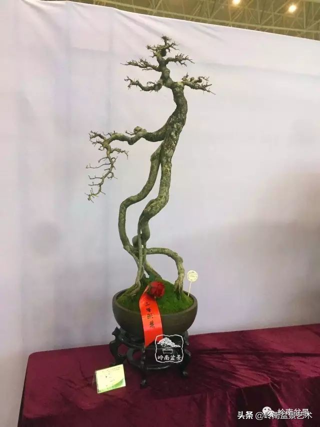 以根代杆下细上粗式盆景图片,十种适合吊着养的盆景