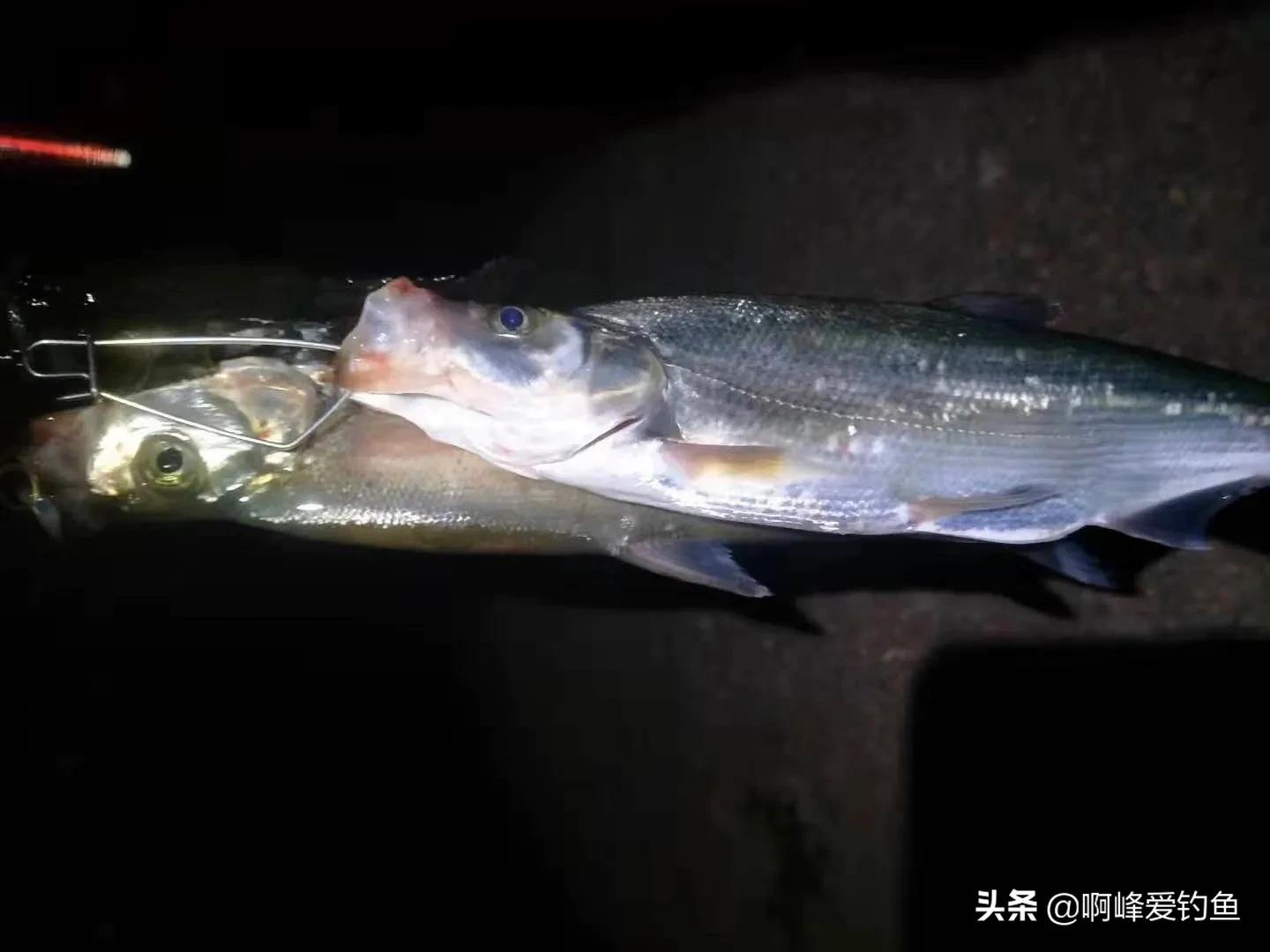 玉米饵钓鱼效果如何呢,万能钓鱼饵料是真的吗