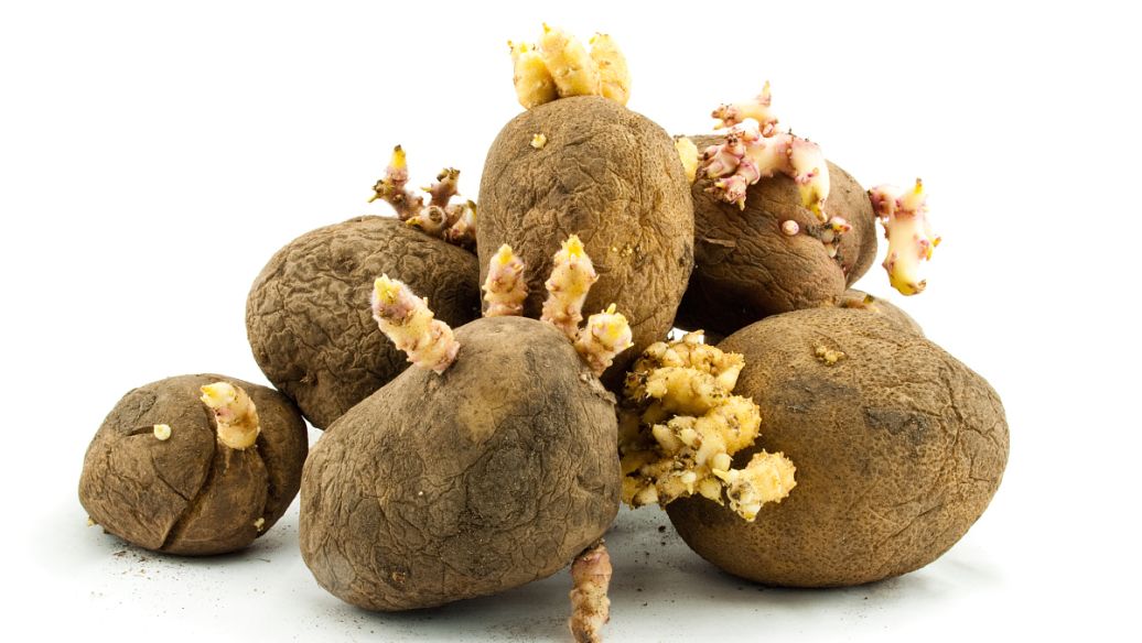 闲侃餐桌上的百科知识(魔芋)