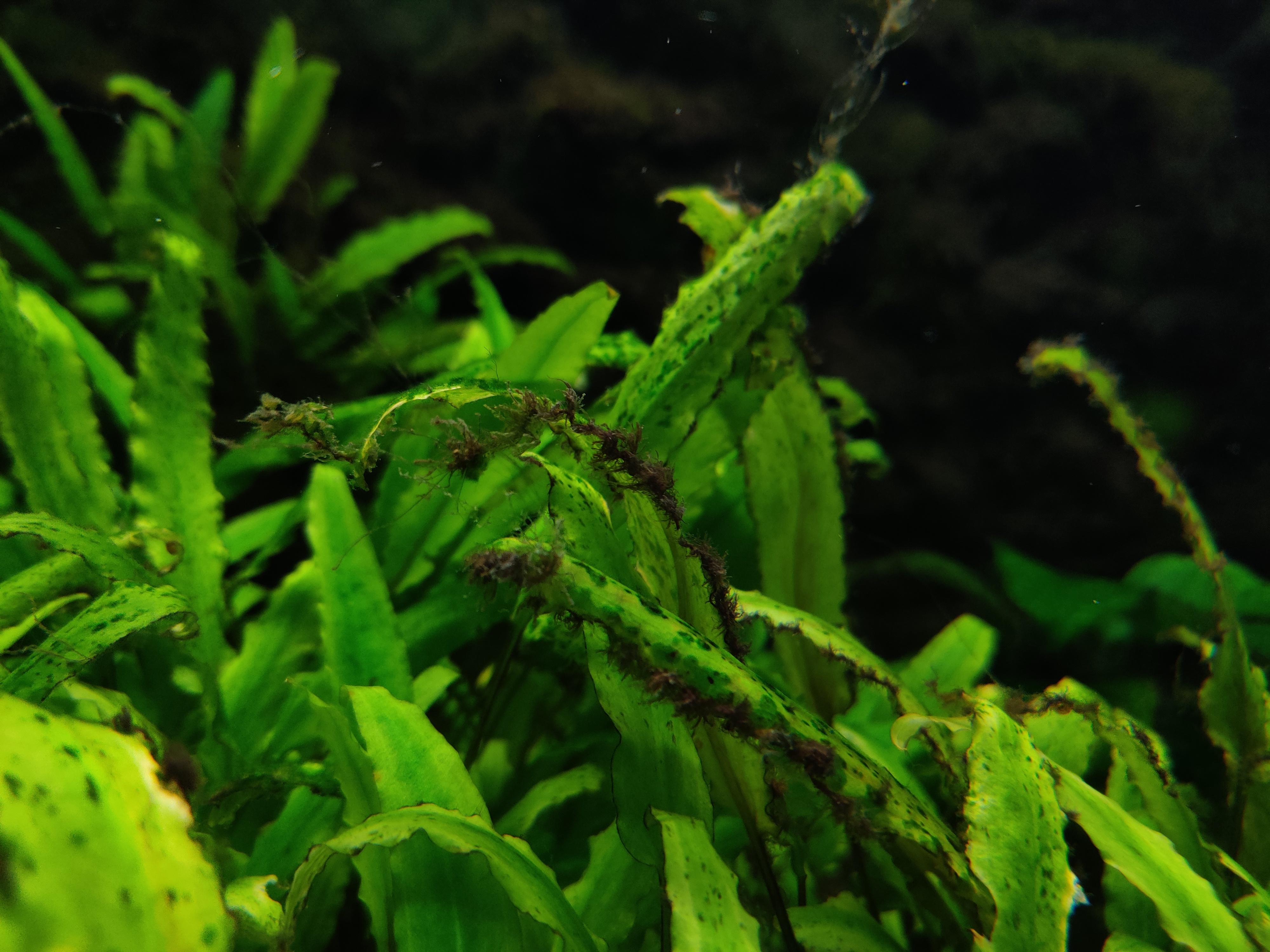 水草为什么会烂叶坏根,水草缸的水草怎样才能养好活