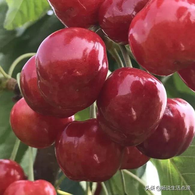 樱桃怎么挑出最甜的,怎么挑甜的樱桃