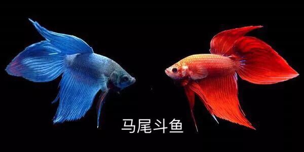 斗鱼历程,斗鱼总结