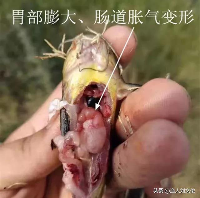 黄颡鱼烂鳃是怎么回事,黄颡鱼腐皮烂身