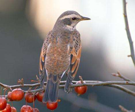 百灵鸟的故事大全,百灵鸟的故事300字