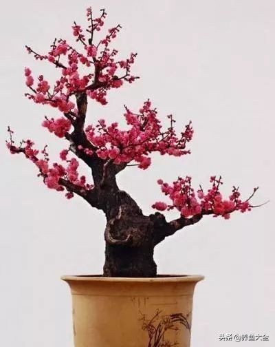 盆栽腊梅如何养？教你3个养护腊梅的小妙招，花开旺盛香飘满屋