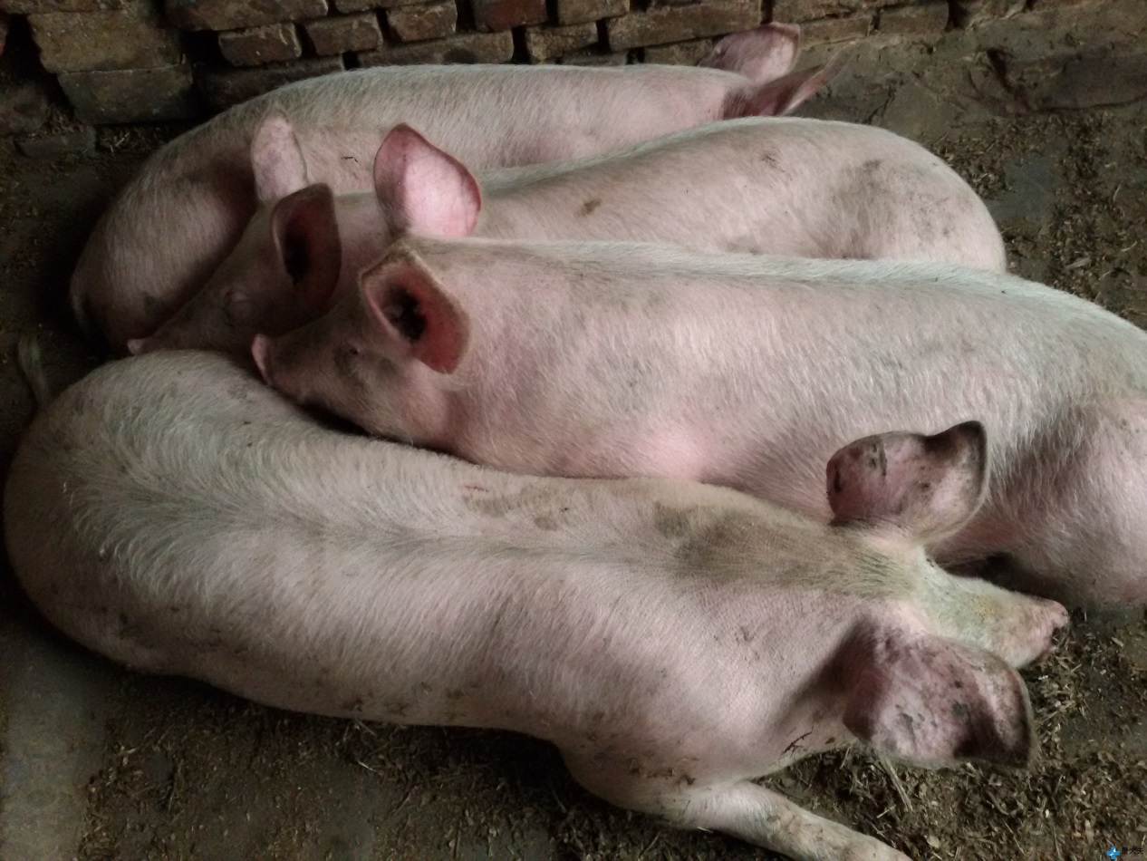 农村新手养猪怎么预防常见病,猪的常见病用什么药治疗