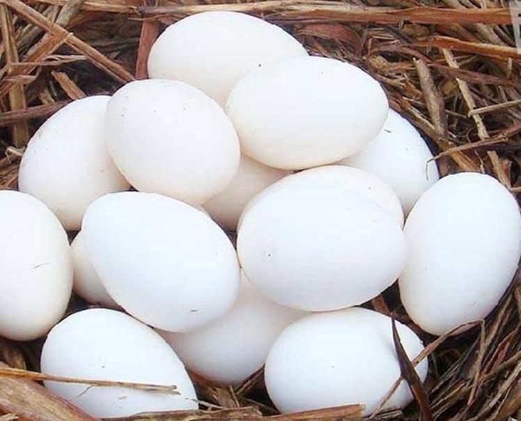 假鸡蛋的具体辨别方法,假鸡蛋的辨别方法不对