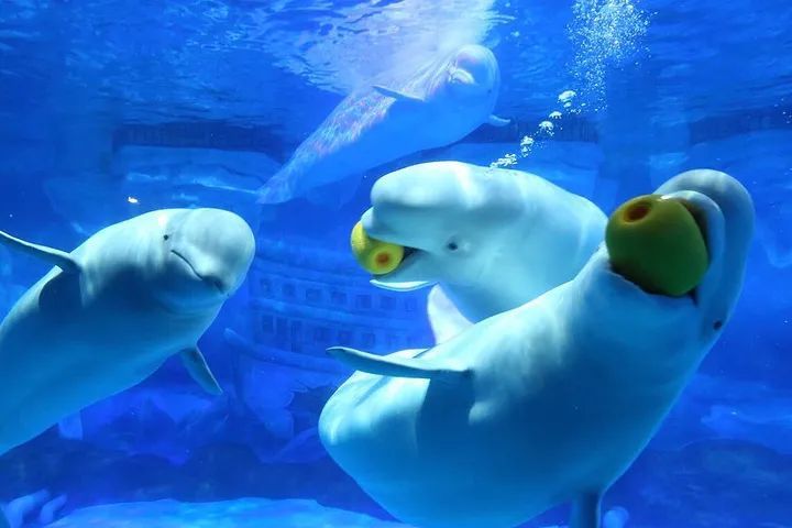 青岛极地海洋世界易主,青岛海昌极地海洋公园项目