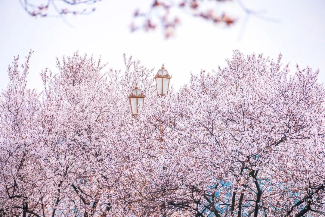 西南民大值得去读吗,西南民大是什么级别