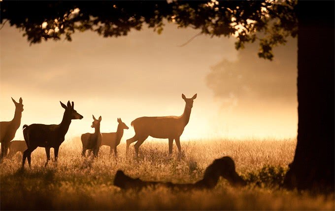 被人类吃绝种的生物,被人吃绝种的动物