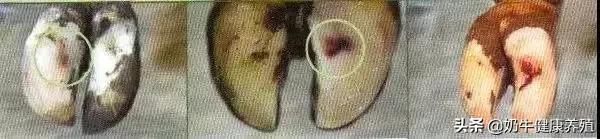 奶牛腐蹄病最快治疗方法,奶牛常见蹄病的预防和治疗