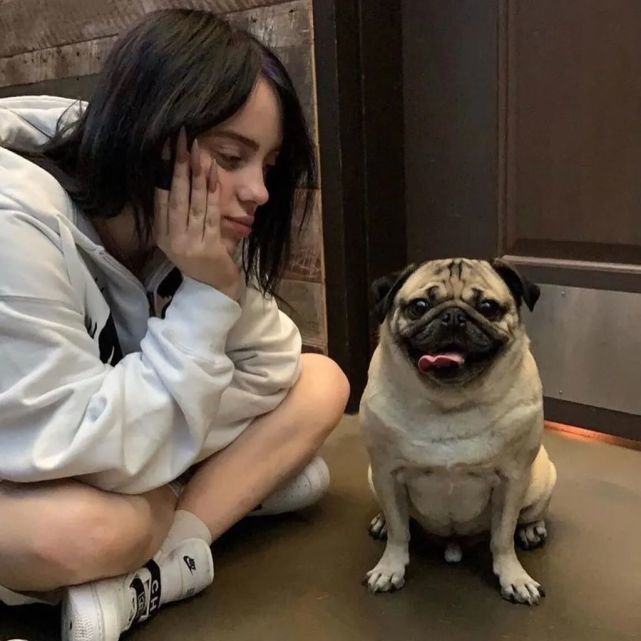 巴哥犬和柯基犬哪种好养,养巴哥犬新手要注意什么