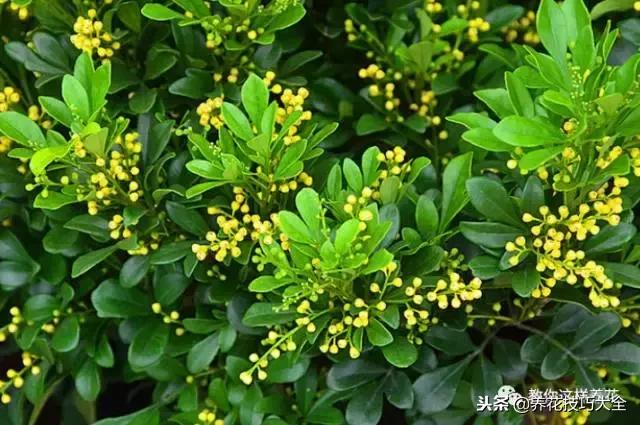 香味最好闻的十种花,一年四季都能闻到香味的四种花