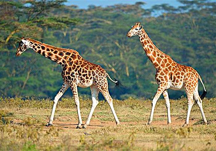 长颈鹿的叫声是怎样的,长颈鹿的叫声像什么