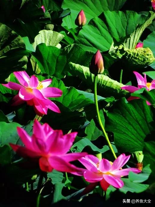 一至十二月的花期,12月到2月份的花期