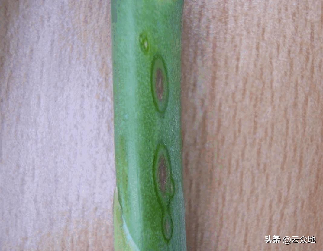 苯醚甲环唑对芦笋茎枯病有效吗,芦笋怎么治枯茎病