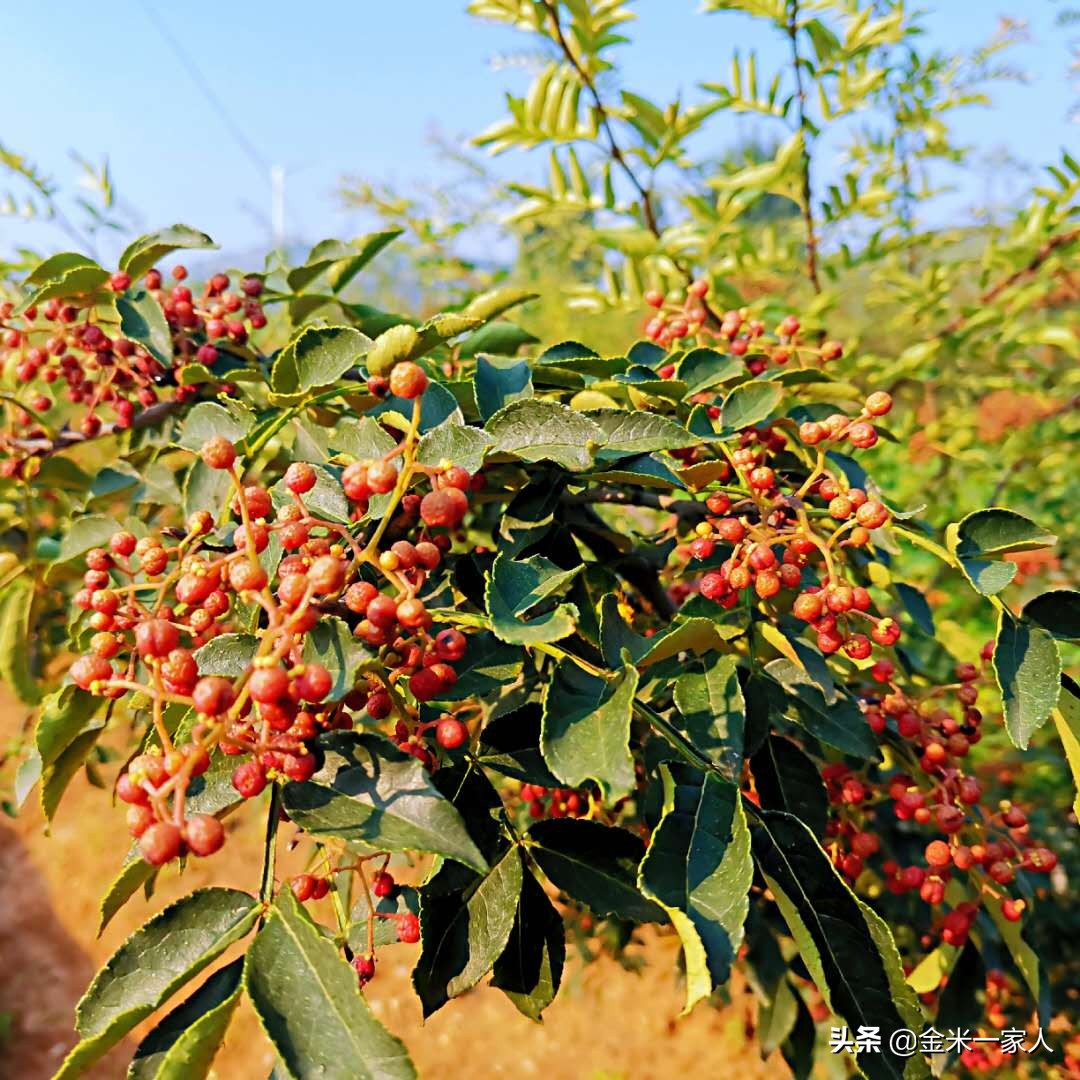 花椒好吃但是摘花椒也辛苦,教给大家采摘花椒的小技巧