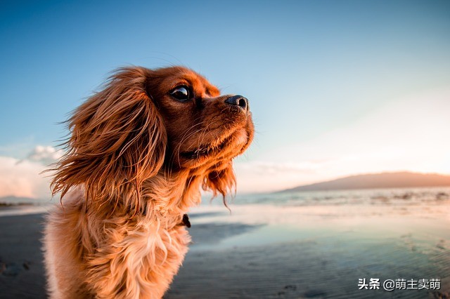 狗狗真菌感染怎么治疗,狗狗得真菌感染怎么治疗