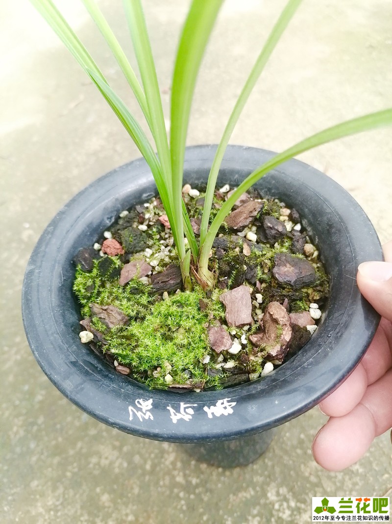 兰草单苗怎么上盆,养兰一盆几苗比较好