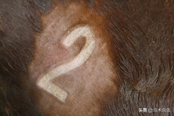 马身上的烙印图,马身上的记号怎么弄