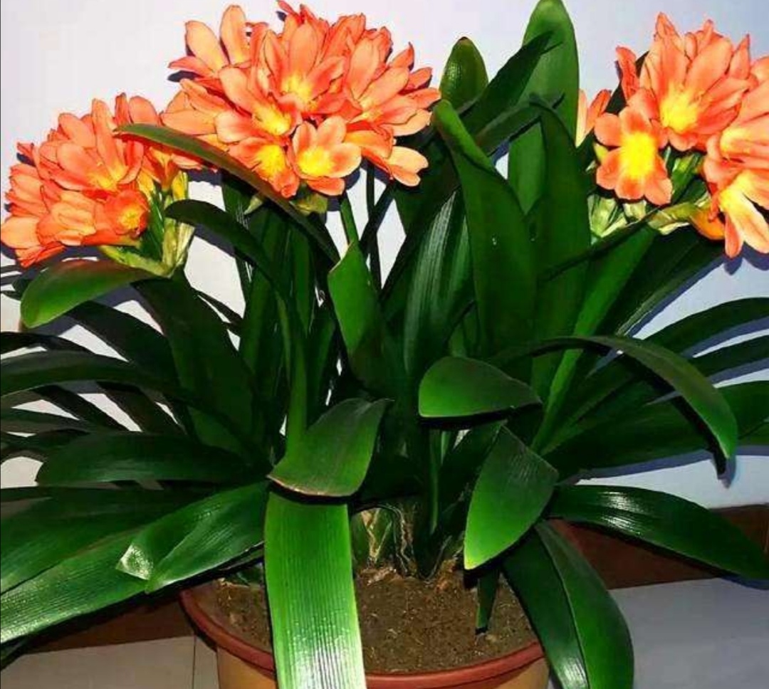 盆栽君子兰养殖方法和技巧,新手养君子兰盆栽养殖方法和技巧