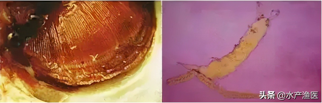 养殖鱼常见体外寄生虫,23种鱼类寄生虫图片库