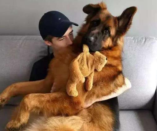 为什么德国牧羊犬这么受大家欢迎,德国牧羊犬实力到底有多强