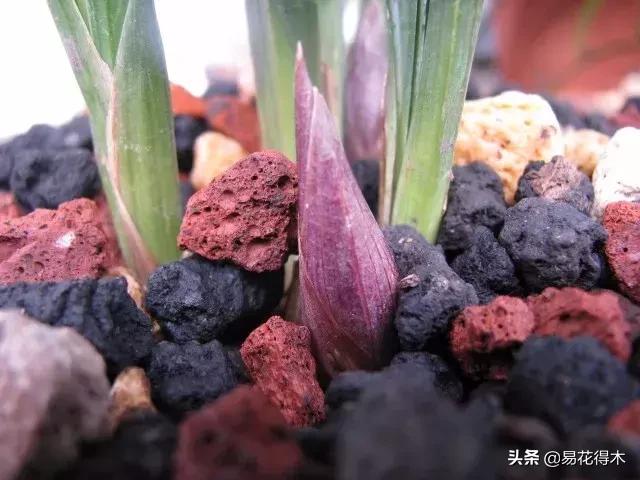 春兰荷瓣几大名品,春兰环球荷鼎和大富贵的区别