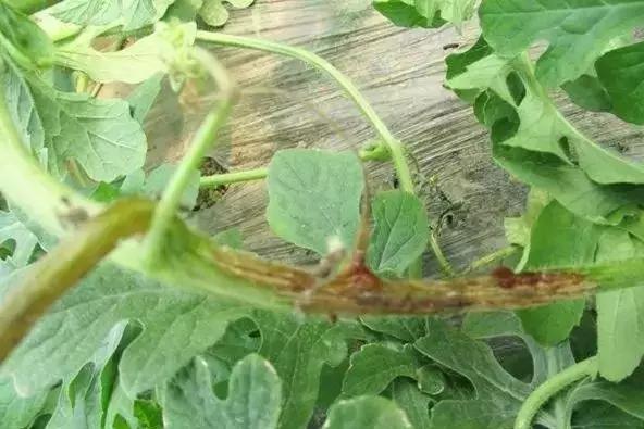 如何根据病虫害情况确定用药方案,防治病虫害配药灭虫有技巧