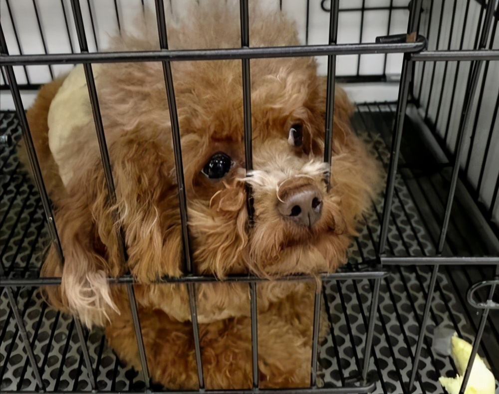 泰迪犯了错误怎么办,泰迪出现这几个行为是在守护你