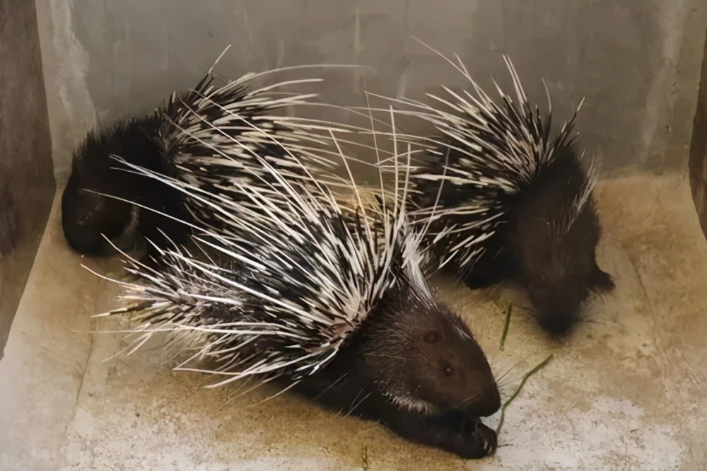 豪猪身上长满棘刺怎么办,豪猪繁育后代有几个