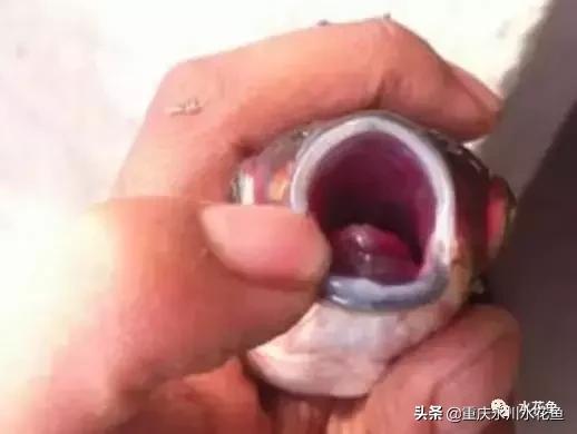 鱼出血病的防与治,鱼类出血性疾病