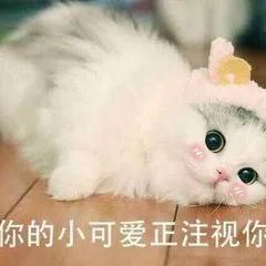 怎么给狗狗洗澡才最干净？详细狗狗洗澡教程等你来看！