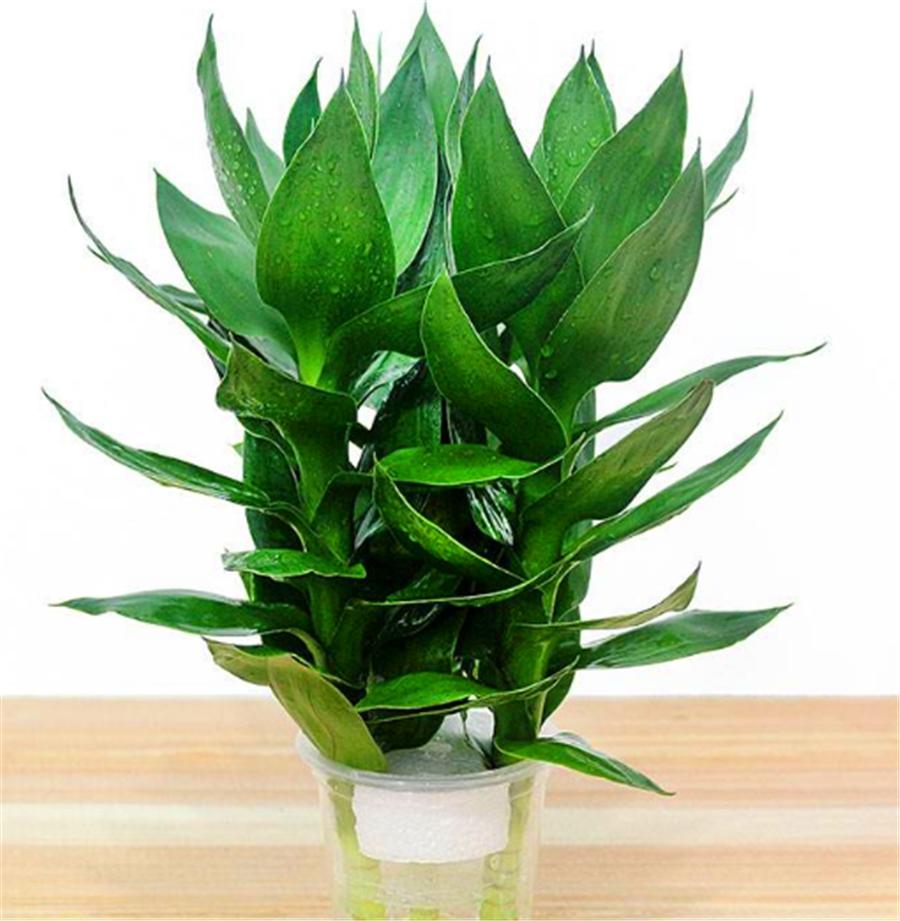 水培铜钱草如何杀蚊虫,水培铜钱草起小飞虫怎么办